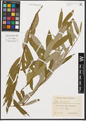 Foto von Salix triandra L.